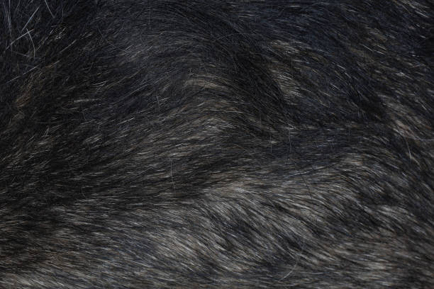 istock Close up gray dog skin for animal pattern and background 1203561882