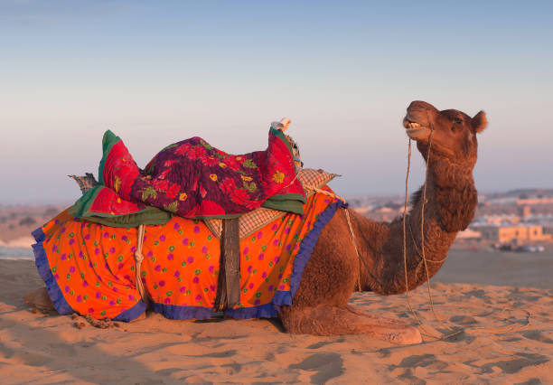 istock Beautiful decorated Camel in Thar desert, Rajasthan, India 1203561916