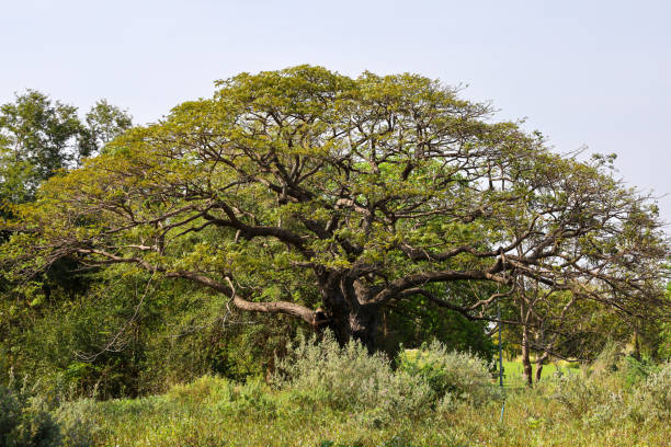 istock The BIG tree in nature garden at thailand 1203561956