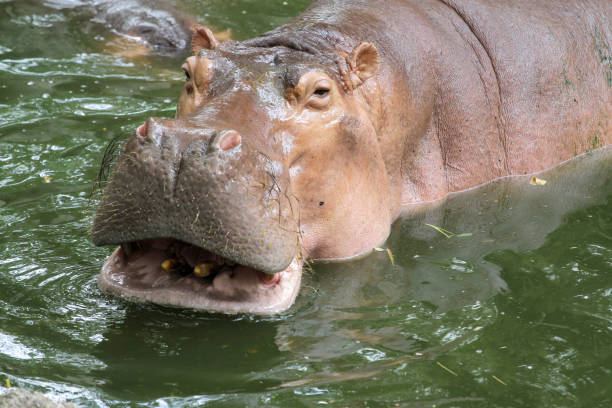istock the hippopotamus smile in river at thailand 1203562098