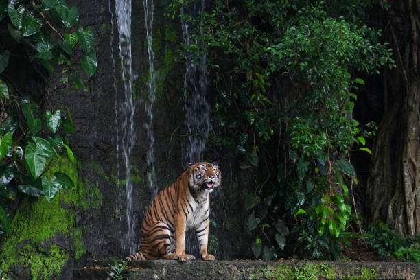 istock tiger show tongue sitdown  in front of mini waterfall 1203562149