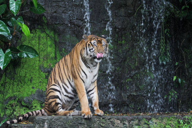 istock tiger show tongue sitdown  in front of mini waterfall 1203562151