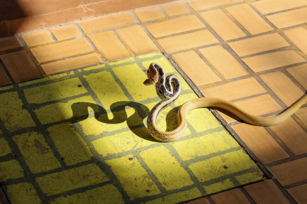 Close up Rat snake attack on floor in thailand Close up Rat snake attack on floor in thailand elaphe obsoleta quadrivittata stock pictures, royalty-free photos & images