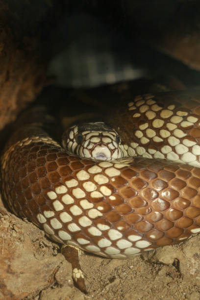istock The Cobra snake in the cave at thailand 1203563247