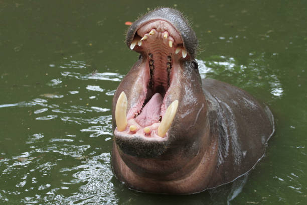 istock Dwarf hippopotamus open mouth in water 1203563334