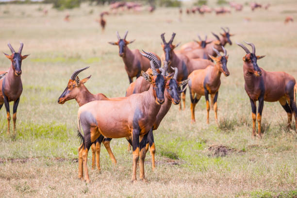 the trip to the african savannah - masai mara national reserve masai mara topi antelope imagens e fotografias de stock