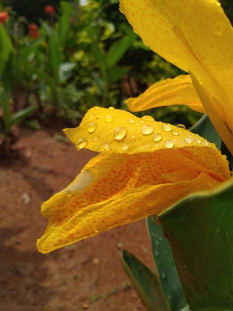 photo de plan rapproché pour la baisse d'eau sur la feuille jaune de fleur de lys de canna dans le jardin - zucchini blossom squash single flower photos et images de collection