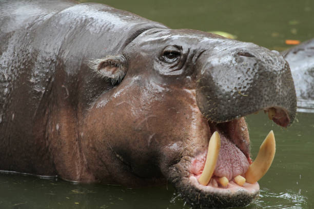istock Dwarf hippopotamus open mouth in water 1203563399