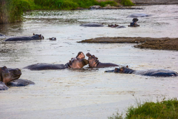 istock Flock of hippos in the lake 1203563422