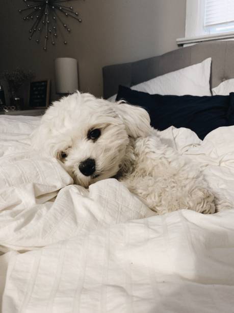 istock Fluffy White Dog Relaxing in Bed 1203563676