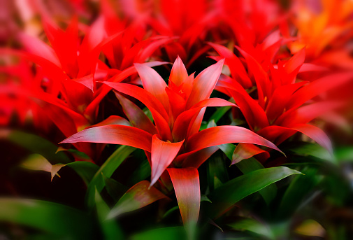 Blossom of Guzmania Bromelia. Sale. Pot plants, indoor plants, tropical plants. Several plants are located in the photograph. Red beautiful blurred background. Use as background.