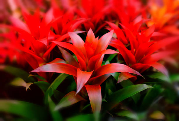Blossom of Guzmania Bromelia. Sale. Pot plants, indoor plants, tropical plants. Several plants are located in the photograph. Red beautiful blurred background. Use as background Blossom of Guzmania Bromelia. Sale. Pot plants, indoor plants, tropical plants. Several plants are located in the photograph. Red beautiful blurred background. Use as background. bromeliad photos stock pictures, royalty-free photos & images