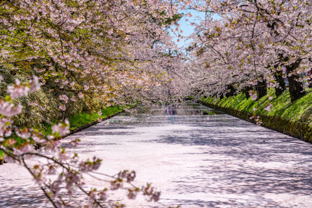 hirosaki city cherry blossom matsuri. claro céu azul dia ensolarado. hanaikada pétalas jangada em fosso exterior - wooden raft - fotografias e filmes do acervo