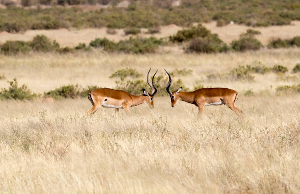 istock Two Male Impalas Stock Photo 1203564846