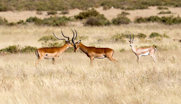 istock Male Impalas Stock Photo 1203564872