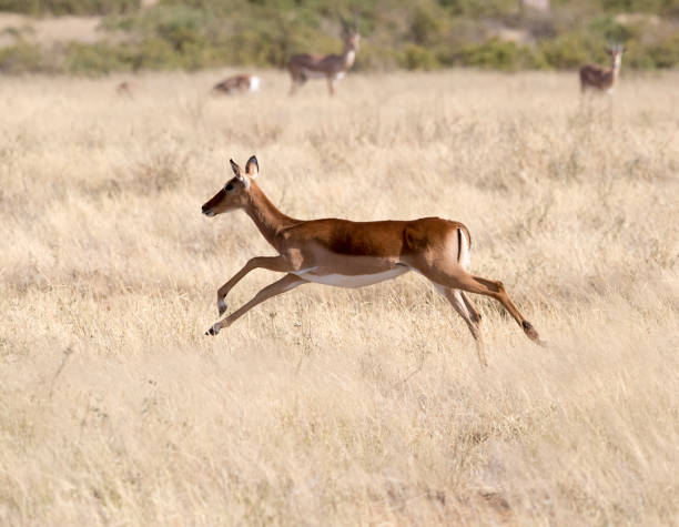 istock Female Impala Running Stock Photo 1203564902