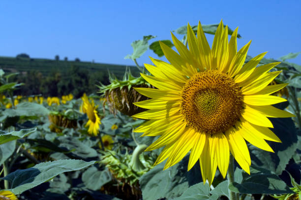 Sunflower in a field. stock photo