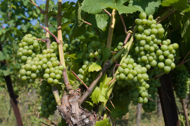 Wine grapes in Alsace, France stock photo