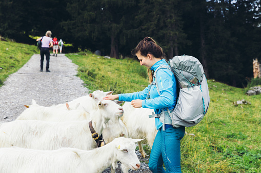 Young woman with long hair hiking in the mountains of Switzerland and meets a gporup of cute goats at the group
