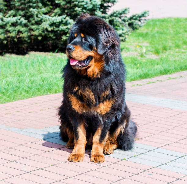 티베트 마스티프 강아지는 옆으로 보인다. - tibetan mastiff 뉴스 사진 이미지