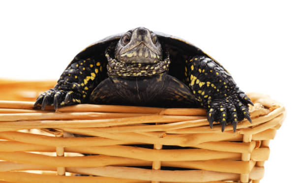 istock One beautiful turtle in the basket. 1203566553