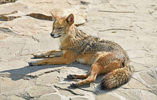 istock Golden jackal (Canis aureus) lies on stones 1203566850