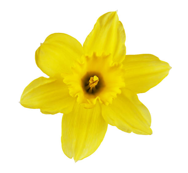 istock Yellow narcissus flower isolated on white 1203566919