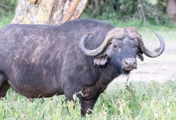 istock Water Buffalo Stock Photo 1203567812