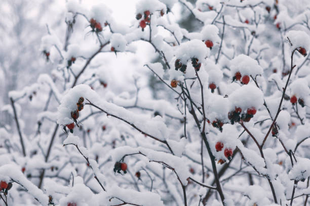istock Rose bush covered in snow in winter 1203569158