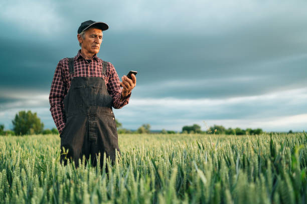 istock Senior farmer looking at smart phone in field 1203569457