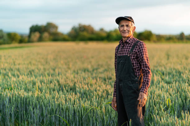 istock Senior farmer in wheat field 1203569461