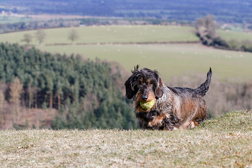 Wire haired Dachshund playing with a ball on the hillside in England