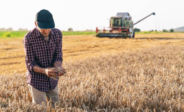istock Farmer touching golden heads of wheat while walking through field 1203571027