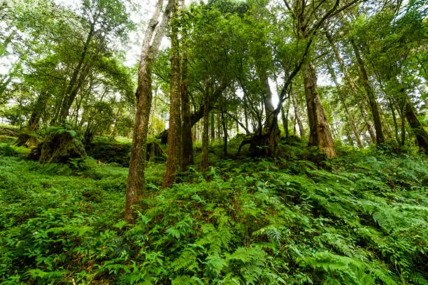 Natural green fern in the forest. The forest of Alishan is in Chiayi, Taiwan.
