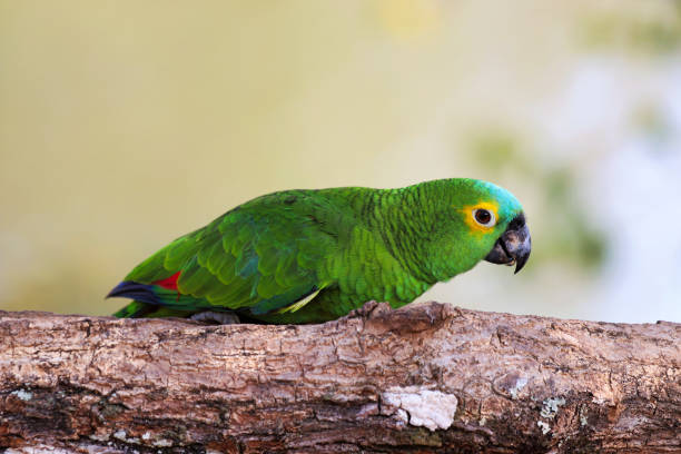 istock turquoise-fronted amazon (Amazona aestiva) eats - Pantanal, Mato Grosso do Sul, Brazil 1203571104