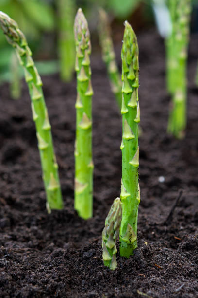 nuova raccolta di verdure di asparagi verdi nella stagione primaverile, asparagi verdi che crescono da terra in fattoria - healthy eating macro vegetable farm foto e immagini stock