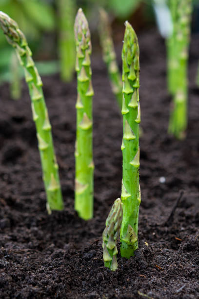 春期の緑�のアスパラガス野菜の新収穫、農場で地面から育つ緑のアスパラガス - healthy eating macro vegetable farm ストックフォトと画像