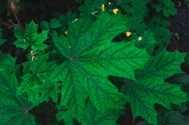 Fresh green maple leaves. Natural green background from maple leaves. Template for design.