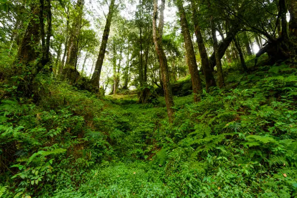 Natural green fern in the forest. The forest of Alishan is in Chiayi, Taiwan.