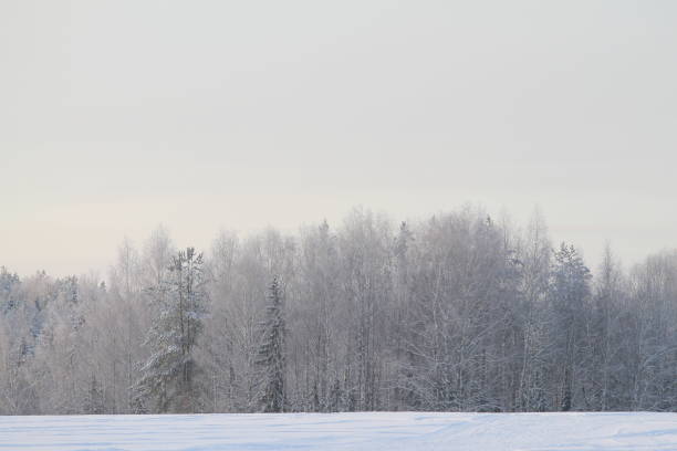 istock Winter snowy forest on gray cloudy sky background 1203572526