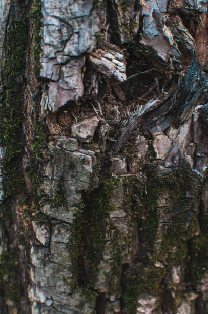 istock pine bark with wounds from an ax and moss. Background from natural materials. Template for design. Copy space. 1203573266