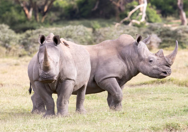 dwa rhinos zdjęcie stockowe - nosorożec biały zdjęcia i obrazy z banku zdjęć