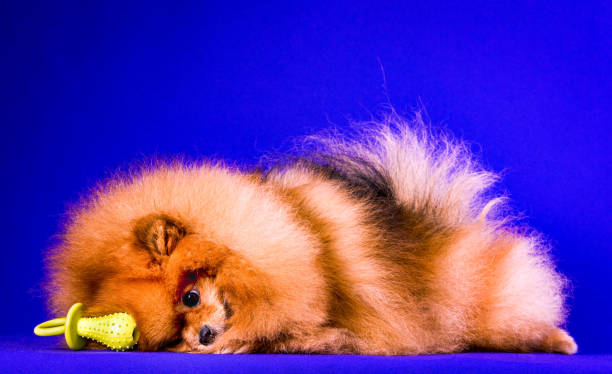 istock Lovely Pomeranian doggy on blue background. 1203573823