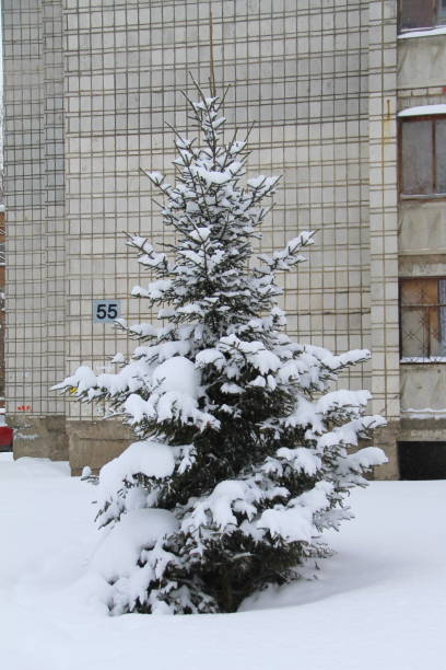 Coniferous trees covered with snow on background of urban environment. City greening. Stock photo for web and ptint.