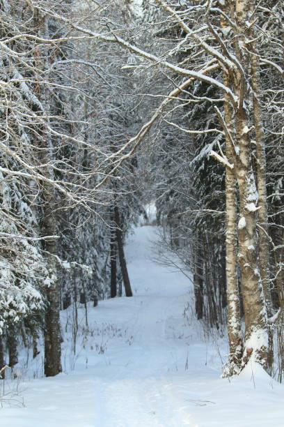 istock Snow covered deserted alley with trees, place for rest and walks 1203575818