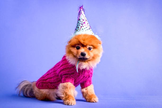 istock A very cute Pomeranian puppy with a knitted pullover. 1203575871