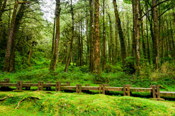 istock wood walkway through in green forest 1203576290