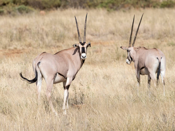 Two Oryx in the savannah. Taken in Kenya