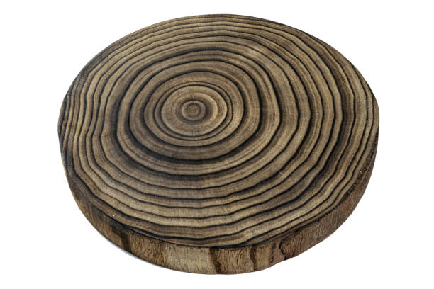 istock Tree lumber. Wooden oak tree cut surface on white background. Stump ring texture 1203577859