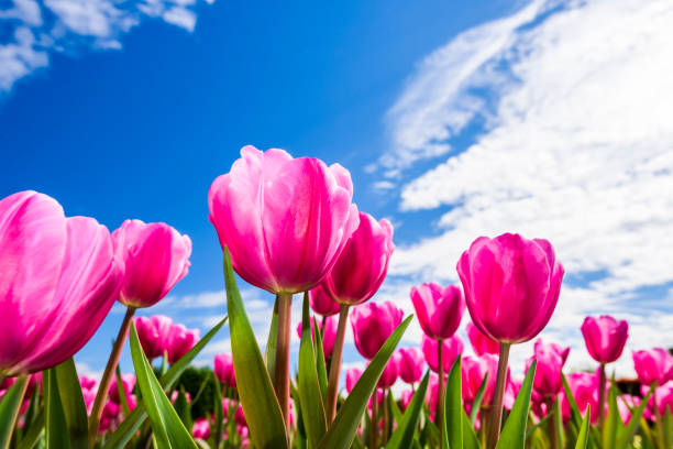 istock Beautiful tulips flower with the blue sky background 1203577920
